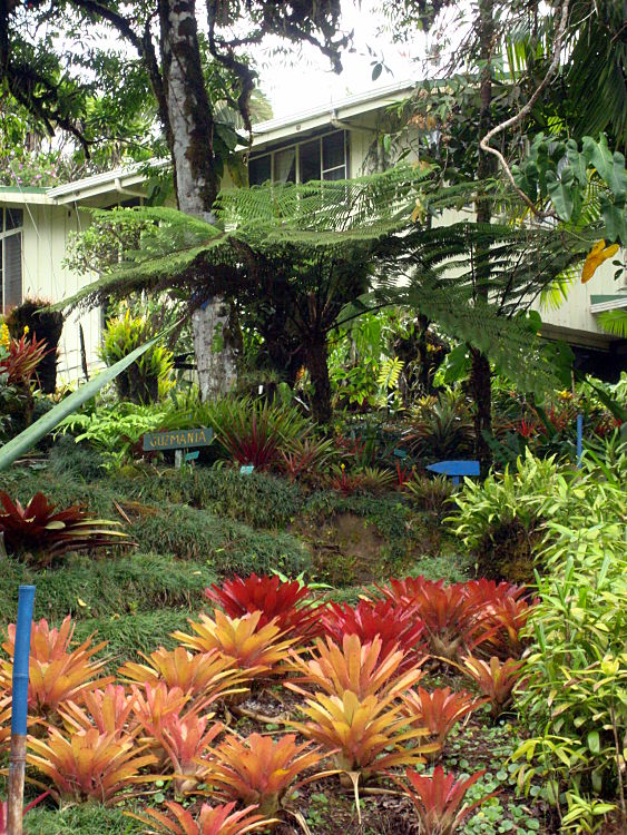 Wilson Botanical Garden TRAVEL LOGS PalmTalk